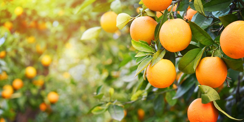 橘子中的维生素A还能增强人体在黑暗环境中的视力和治疗夜盲症。